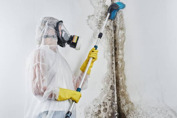 Best Mold Cleaning Services  in De Queen, AR