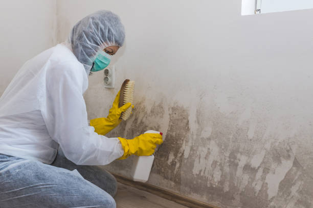 Home Mold Removal in De Queen, AR
