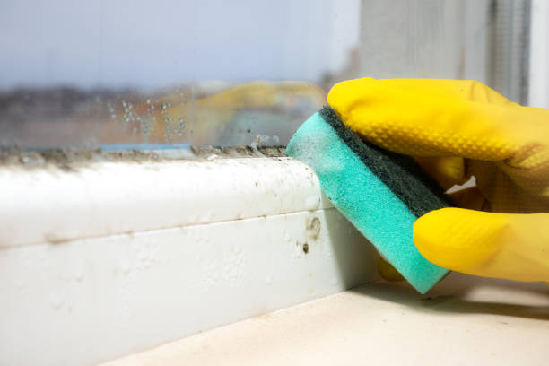 Best Fast Mold Removal  in De Queen, AR