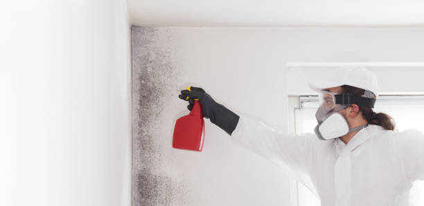 Best Mold Remediation Services  in De Queen, AR