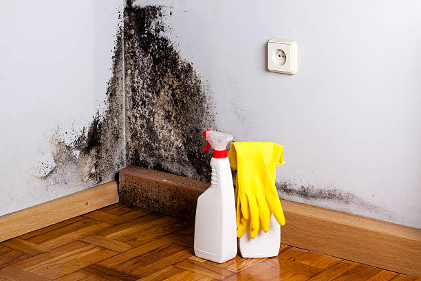 Best Mold Remediation  in De Queen, AR